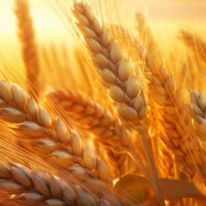 vecteezy_the-close-up-view-of-wheat-ears-with_23846850